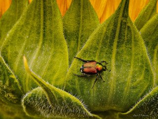 Fauna, beetle, sunflower, nature
