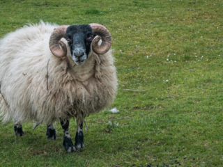 Fauna, sheep, Scotland, Ram