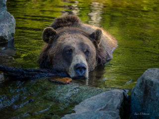 Fauna, bear, Rouse's Mountain, BC