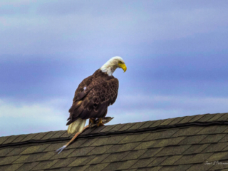 Fauna, Golden Eagle, Comox, BC, bird