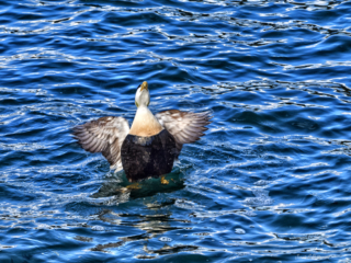 fauna, eiderdown duck, seascape, Iceland