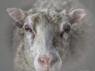 Animal, sheep, Iceland, fauna, portrait