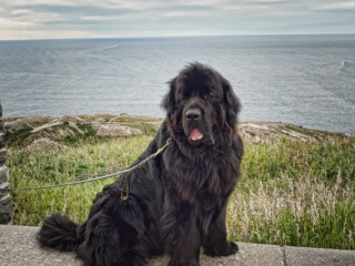 fauna, dog, seascape, Newfoundland, St. John's, NL