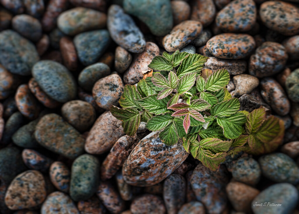 Flora, leaves, stones, beach, NL