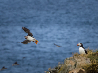 fauna, Puffins, seascape, NL