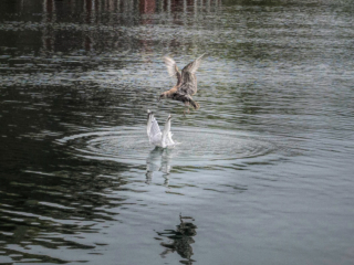 fauna, birds, gulls, seascape, NL, Quidi Vidi Village