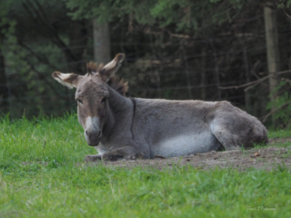 Fauna, donkey, field, Uxbridge