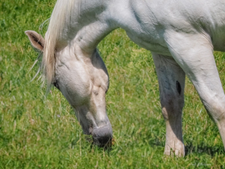 Fauna, horse, Ontario