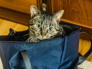 fauna, cat, bag, Glasgow,