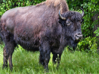 fauna, bison, Alaska highway,