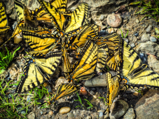 Fauna, butterflies, BC, Alaskan, Canadain TIger Swallowtail