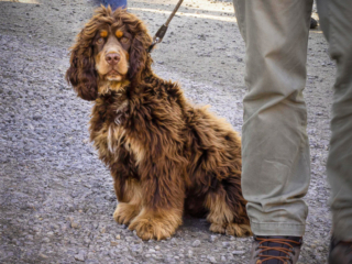 fauna, streetscene, dog, Nusfjord, Norway