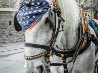 fauna, horse, Montreal, streetscape, Jake