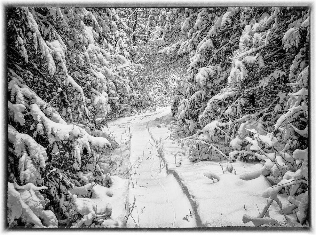 Winter, snow, trees, trails, B+W