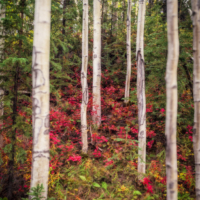 6 white birches,  red bushes at the ground, evergreens to the side and in the background.