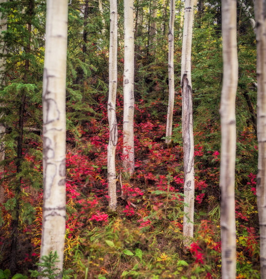 6 white birch trees, small red plants at the base of the trees, green leaves in the background, no sky