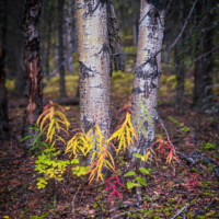 two white birch trees side by side with small plants of bright yellow, red and green at the bottom of the trunks. The background is faded out and blurred.