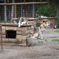 three husky dogs, three dog house made of logs, the middle dog is sitting on the ground next to his house, the other two are asleep atop their homes. Each dog is attached via a chain to a stake.  Each dog house has a water pail hanging off the side of the house.  A high chain link fence shows in the background  and beyond that the forest. The ground around the dog houses is gravel with patches of grass.