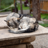 A grey and black husky do is lying curled ujp on the plywood roof of its house. The background is out of focus trees and a building.