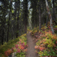 A forest path of dirt, festooned with colourful plants along that line the path and cover the forest floor. The path leads through a stand of tall dark evergreens set towards the back of the photo.  The colour of the plants are bright reds, yellows and oranges sprinkled with green.