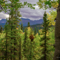 various shades of bright green leaves in the foreground with stormy skies above and darkened mountain range in the background